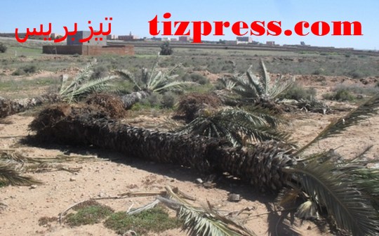 جريمة في حق البيئة والأشجار المثمرة بجماعة اثنين اكلو بتيزنيت جريمة في حق البيئة والأشجار المثمرة بجماعة اثنين اكلو بتيزنيت